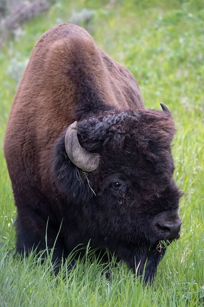 Wyoming Bison grazing-Yellowstone National Park